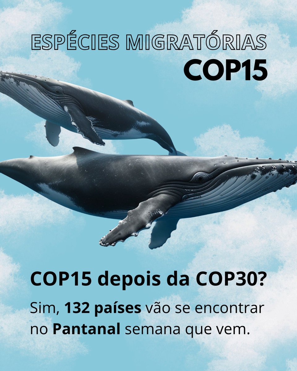 ABCgovBr's tweet image. Você sabia que nem toda COP é sobre clima? 👀🌍

Enquanto a COP30 colocou o clima no centro das discussões globais, a #COP15 tem outro foco essencial: a proteção de espécies migratórias, como:

🐋 Baleias
🐦 Aves
🐢 Tartarugas
🐆 Onças