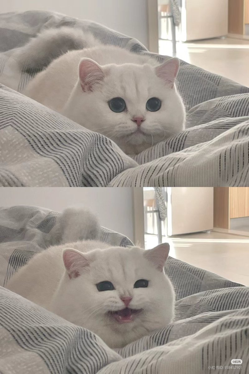 No Context Cats tweet media