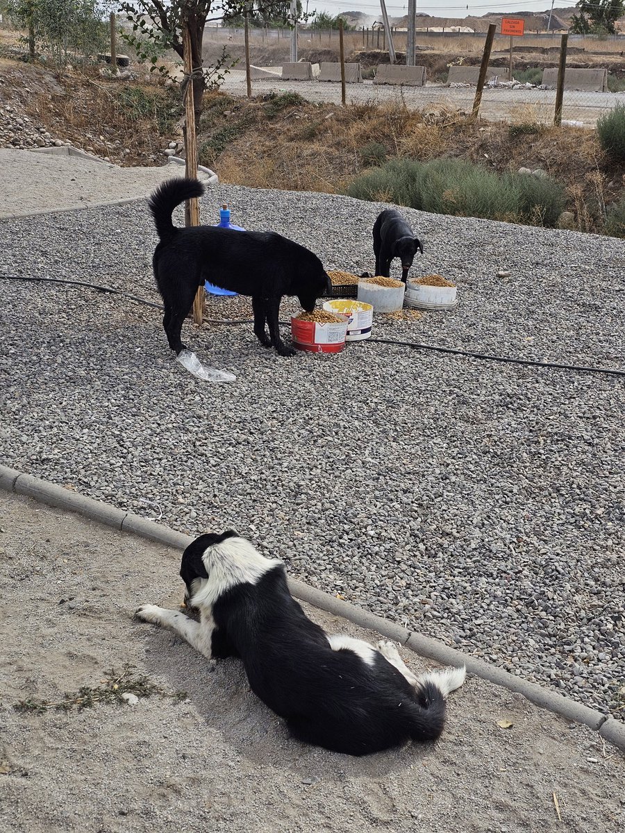 Me estan donando alimento en varios sectores de stgo, me cobran por los traslados, por favor con esto comerían 1 semana todos los perritos de la calle y temporales🥺🙏 me ayudan por favor, es de suma urgencia esta ayuda🥺
Solange Palacios
Banco estado
Cuenta rut
17376209-7