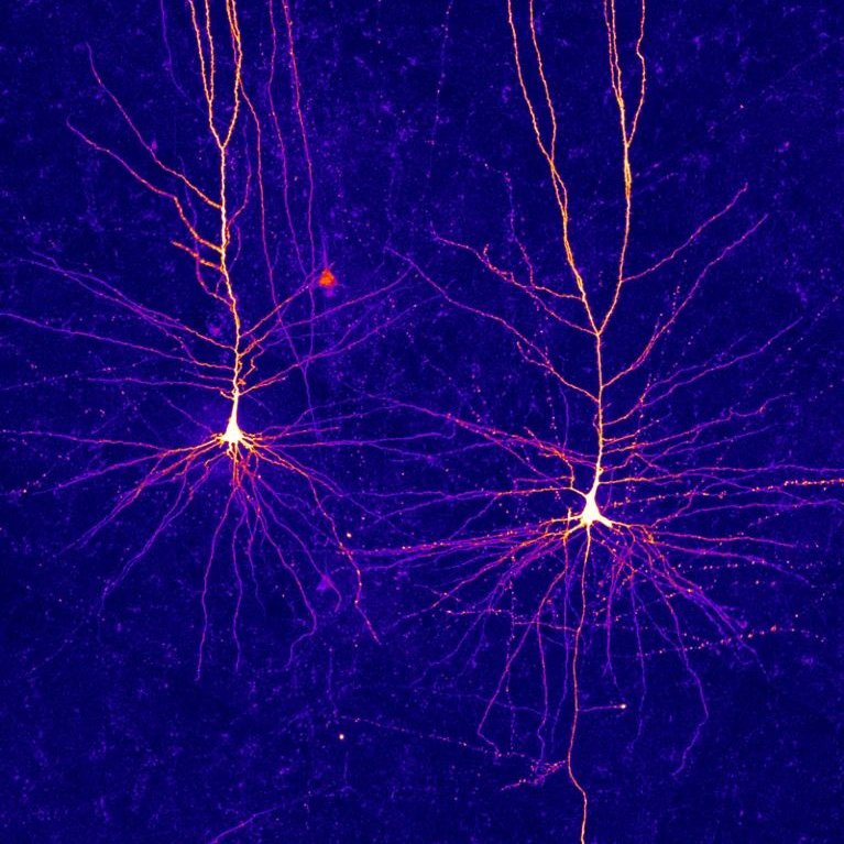 BasedBiohacker tweet media