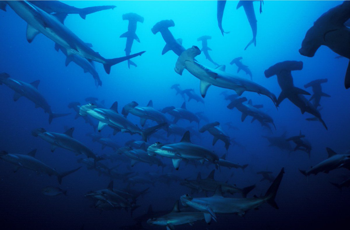 Parques Nacionales Naturales de Colombia tweet media