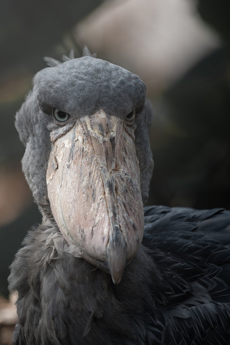 雅〜みやび〜 tweet media