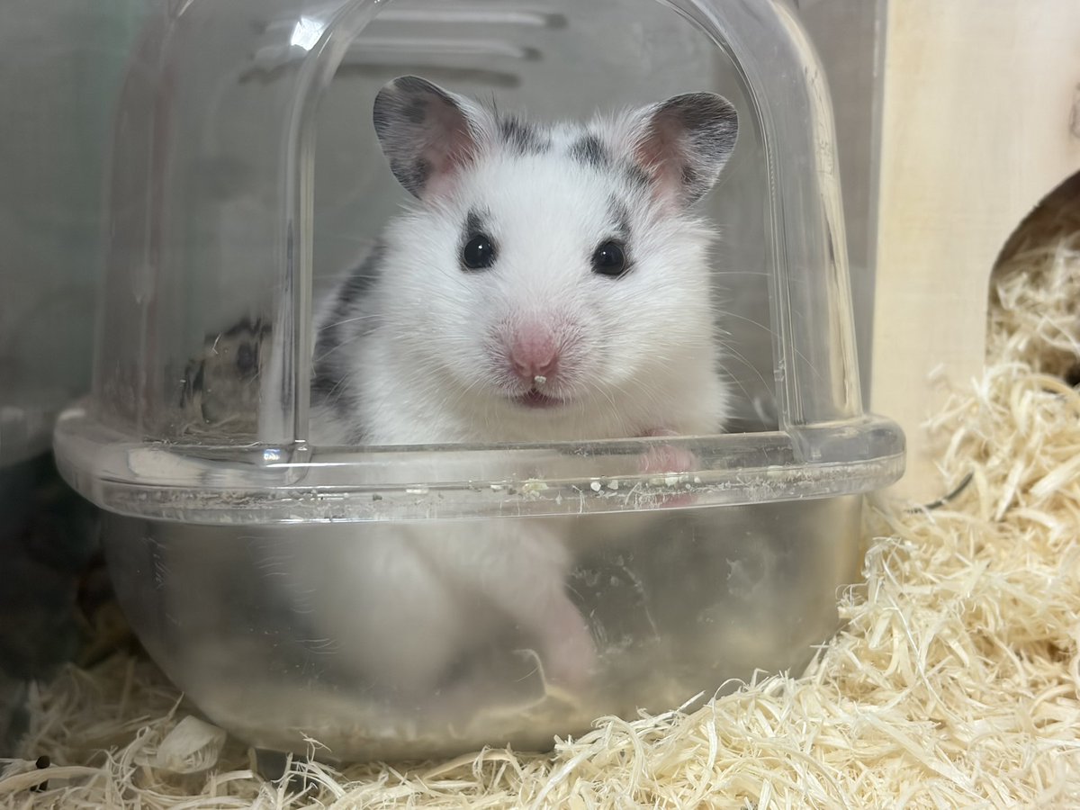 g0mas101's tweet photo. はじめまして！
ごましおです。
ゴールデンハムスター（ダルメシアン）のオス！

とっても美人さんです☺️
いっぱい写真を撮るのでぜひ見てください

#ごましお
#ハムスター https://t.co/990ASqBSrd