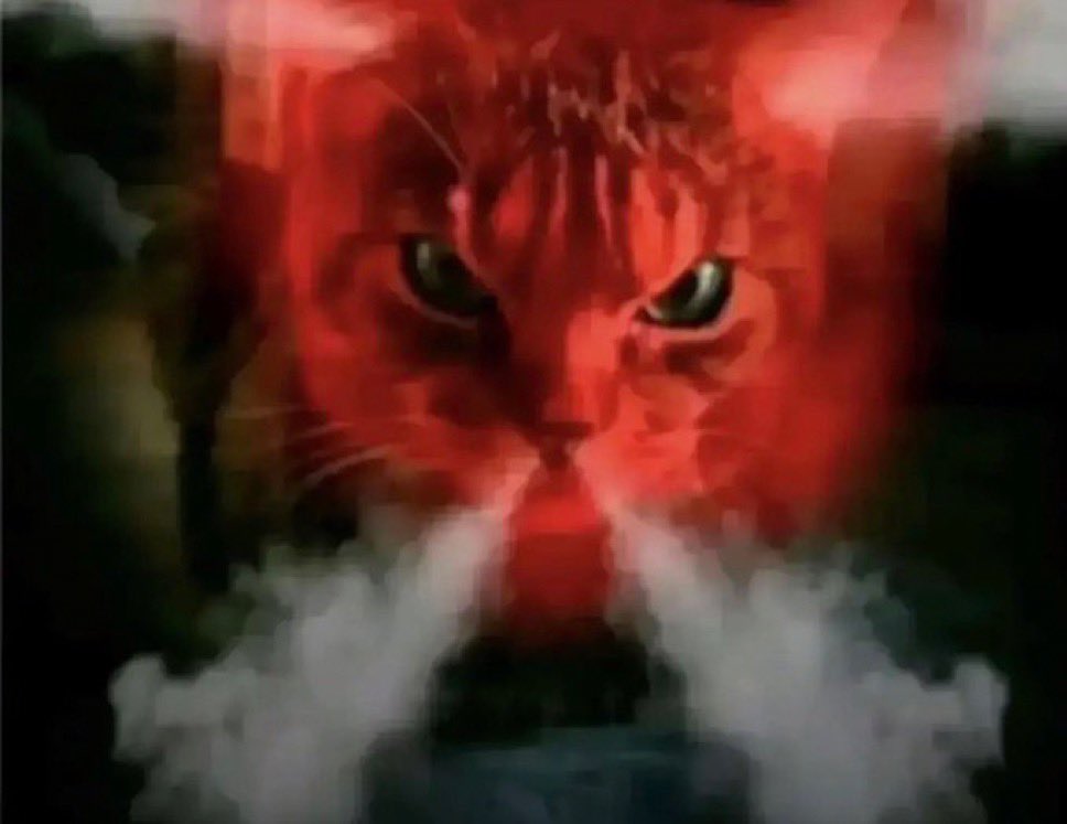 the people’s princess ♈︎🐹 。𖦹°‧🌷 tweet media