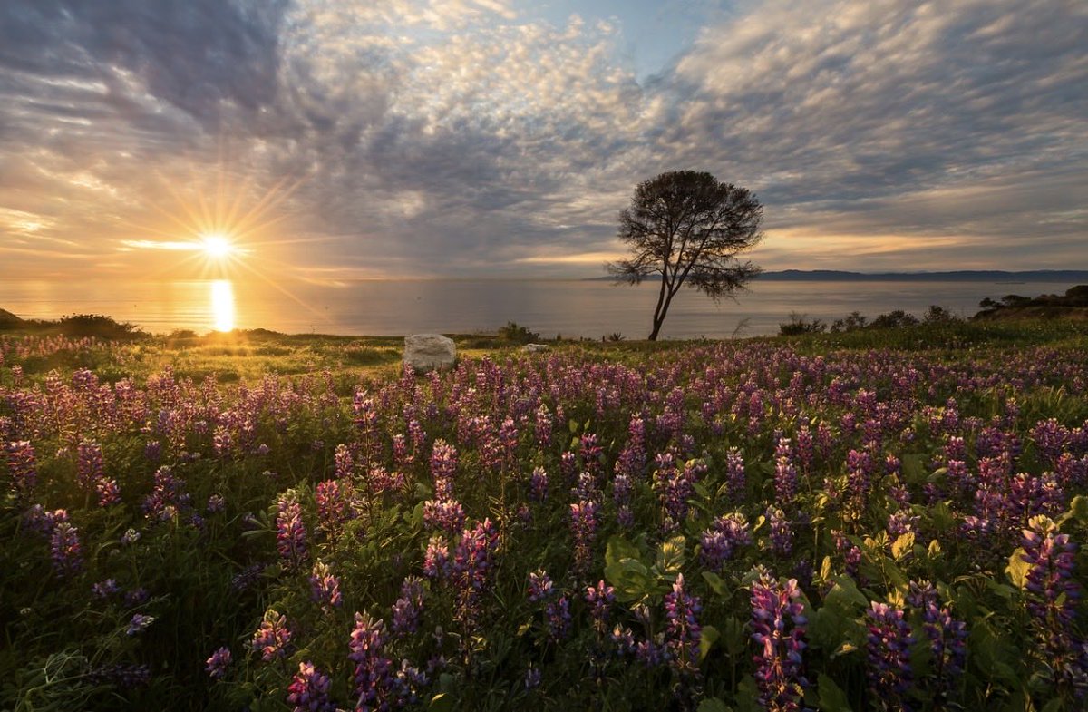 Brandon Yoshizawa tweet media