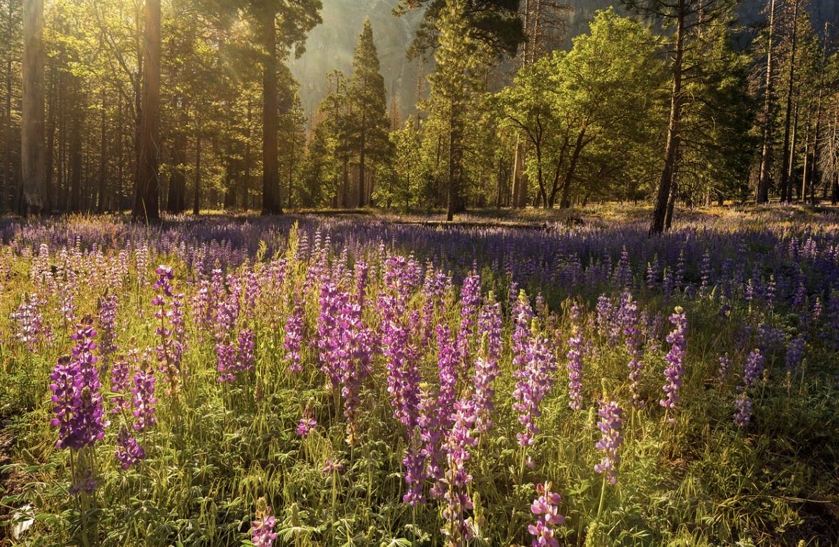 Brandon Yoshizawa tweet media