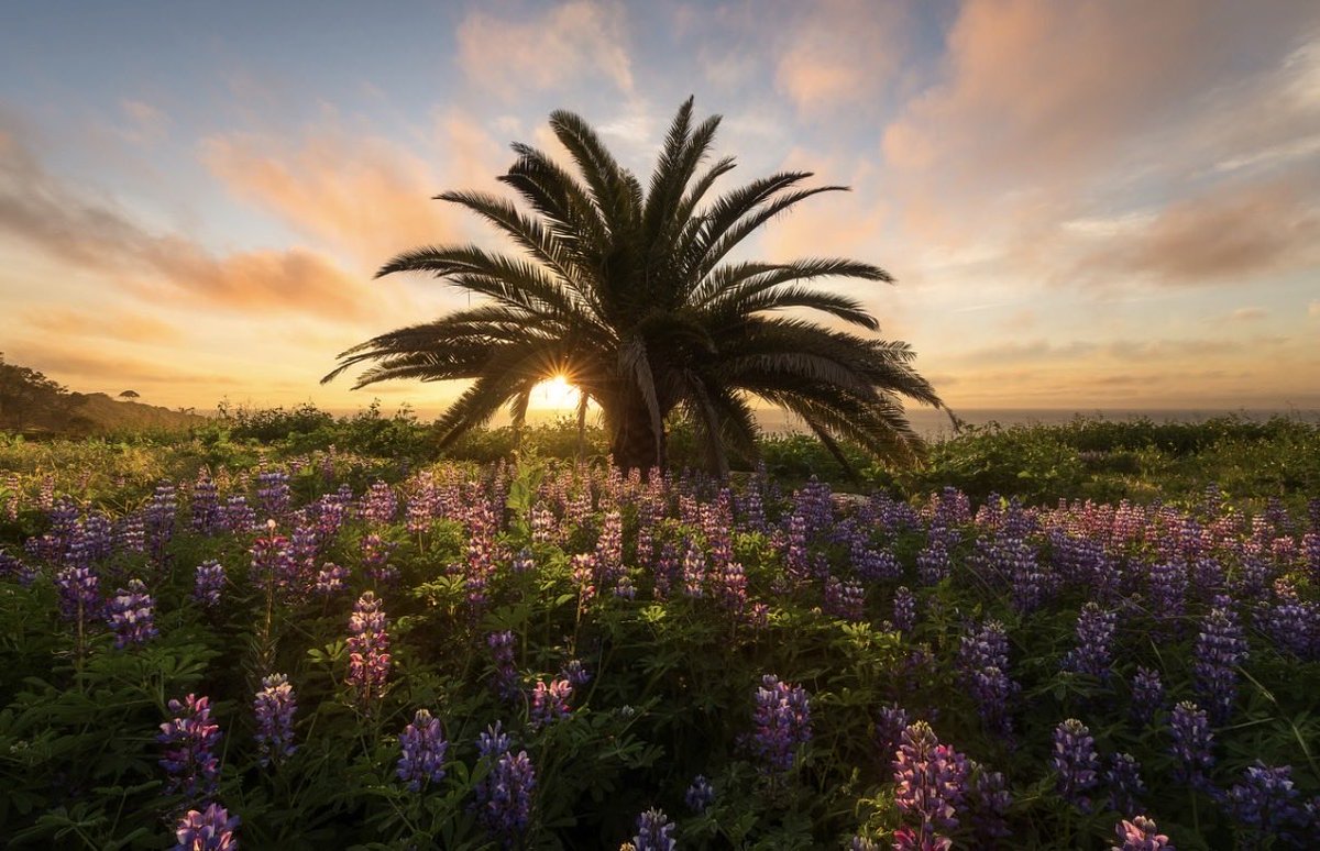 Brandon Yoshizawa tweet media