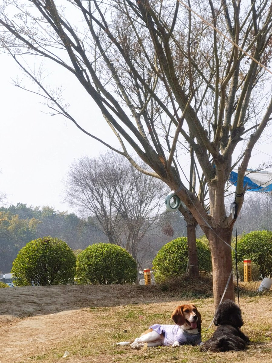 chittaranjanpalai tweet media