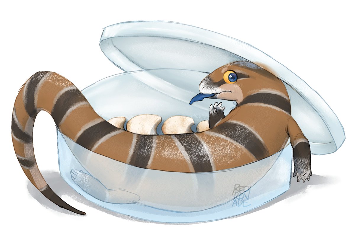 Ren/Reo🦎🍉 tweet media