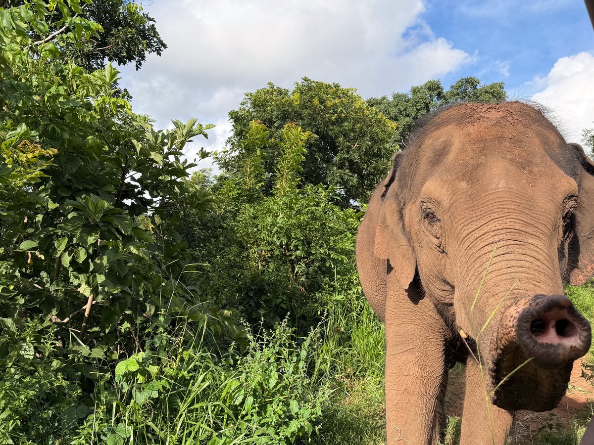 Global Sanctuary for Elephants tweet media
