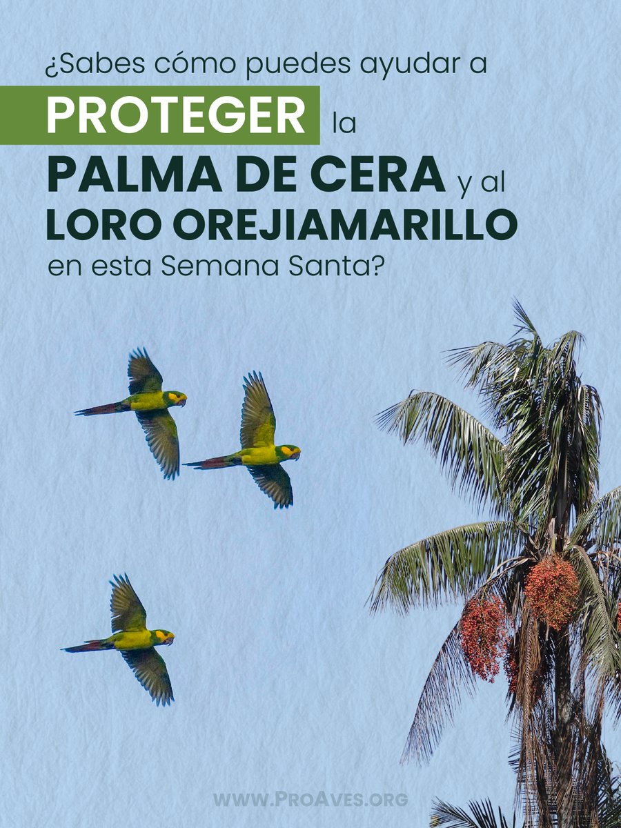 Fundación ProAves tweet media