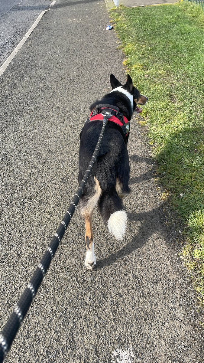 stinkyhoe029's tweet photo. Life is goated when you get paid to take your boss’s dog on a walk instead of working https://t.co/J3Bmn4AMlU