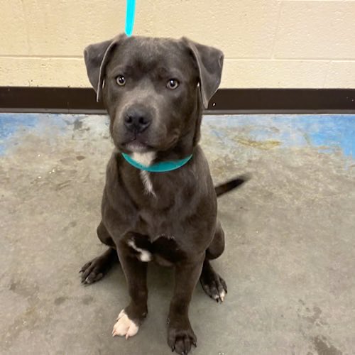 Save America🐺💔 🇺🇸 💪🦅⌛️🙏 Save America tweet media