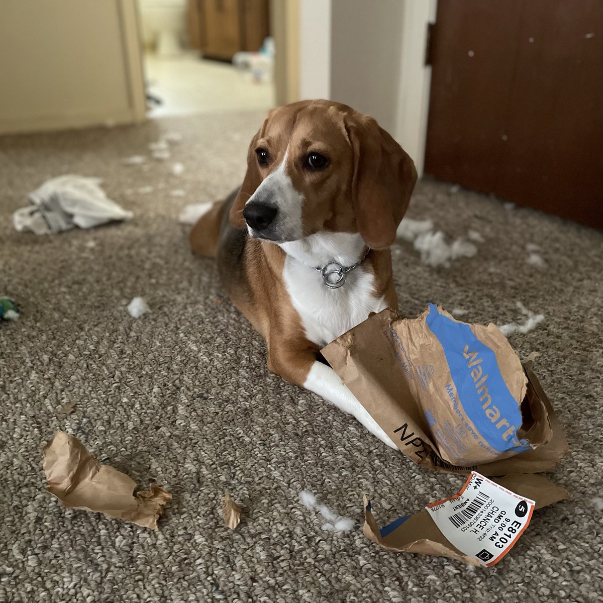 chancehambright's tweet photo. If anyone needs documents shredded this tax season, Penny will help https://t.co/r5IJGGWml7