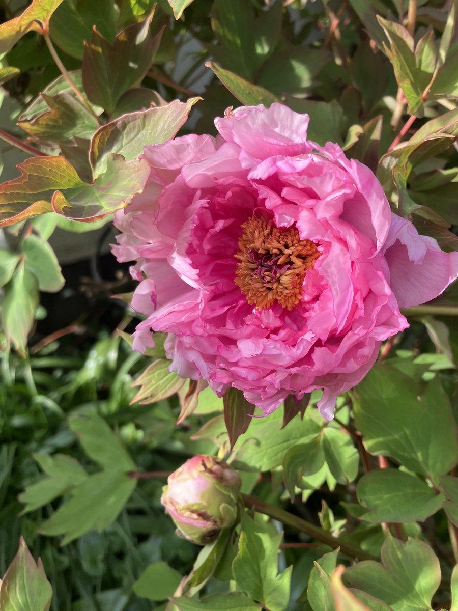 🇺🇦 Constance CraigSmith 🇮🇱 tweet media