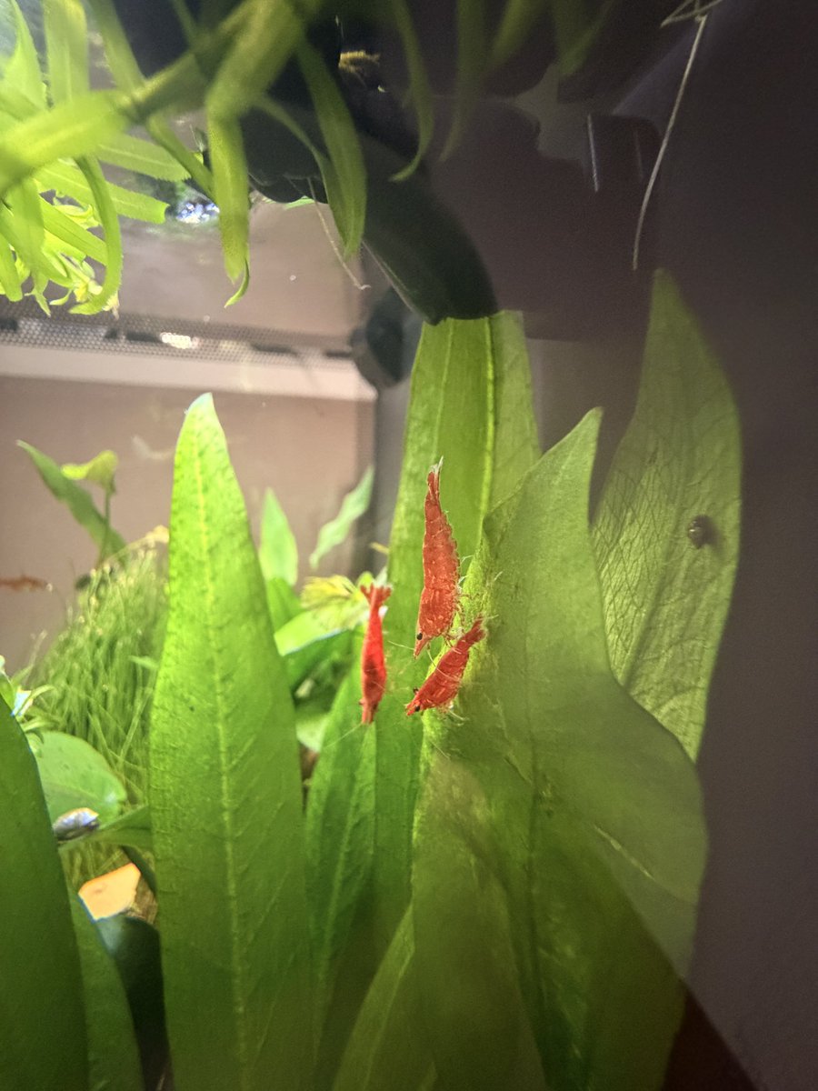 potato starrr_fyre tweet media