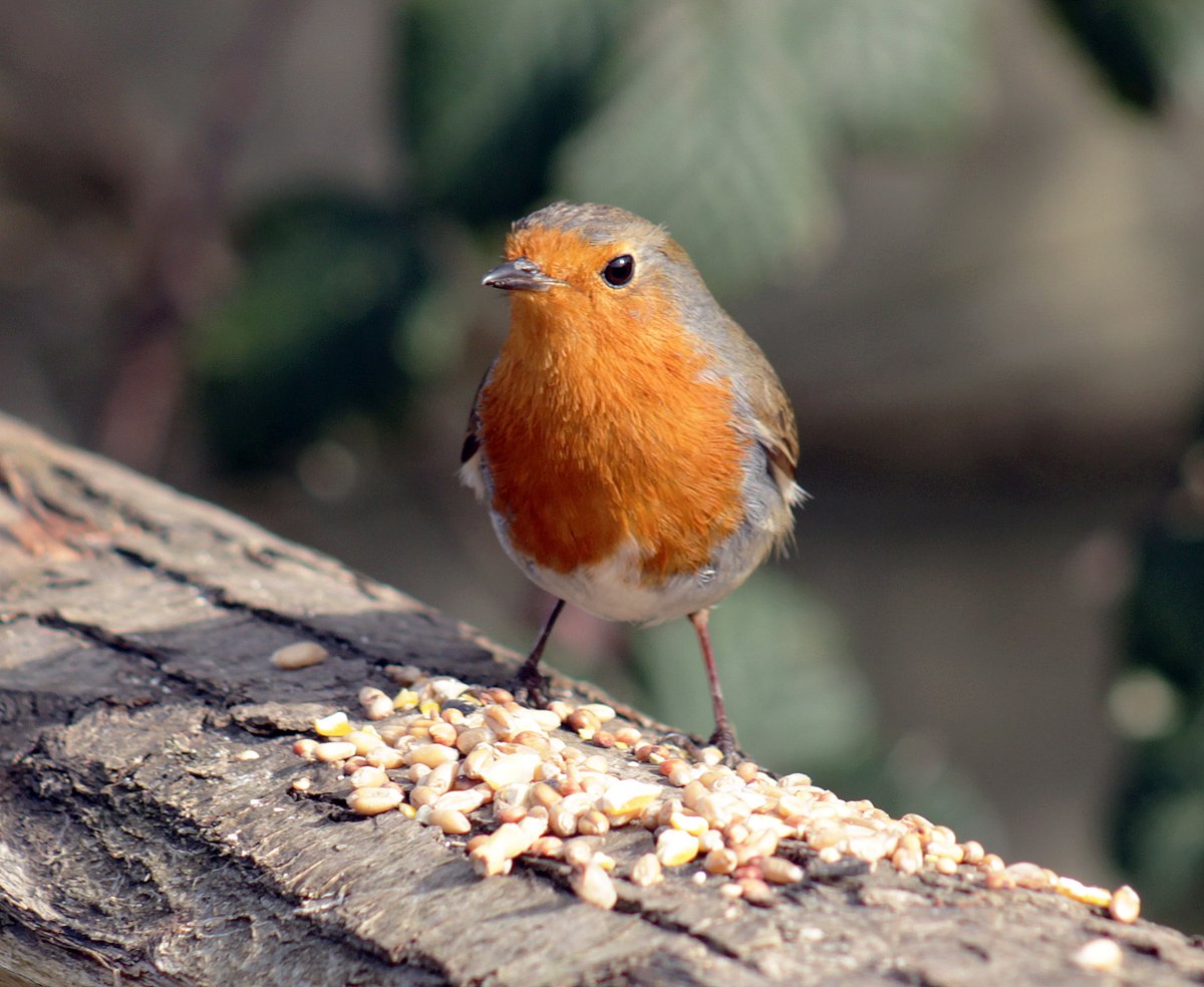 MorvienR's tweet image. Here are a few photo's of today's #Springwatch walk with Lizzie🐶around the public footpath &amp;amp; through the Hampton's in #WorcesterPark Surrey😎@Team4Nature @Natures_Voice @a_london_pigeon @NatureUK @NationalRobin @WildernFriends @BBCSpringwatch @RSPB_Richmond @RoeDeerDiary