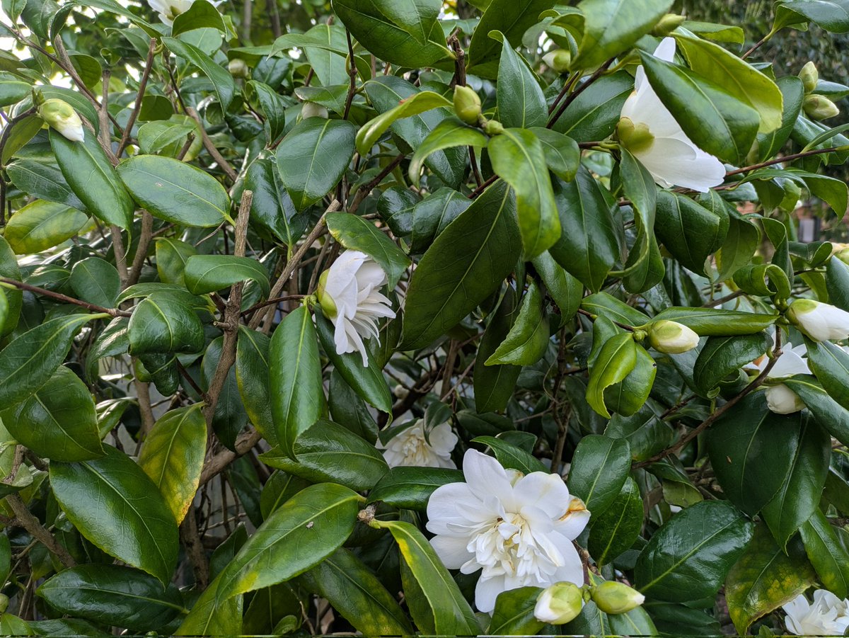 LincolnMapLady tweet media