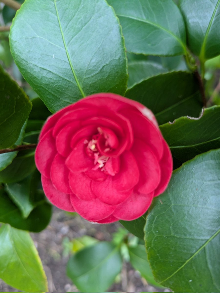 LincolnMapLady tweet media