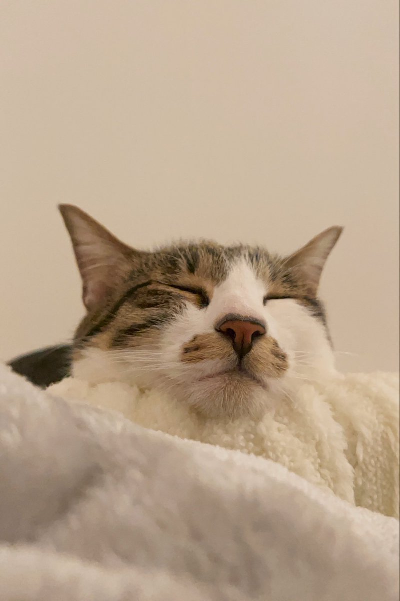 ドーナツてるの tweet media