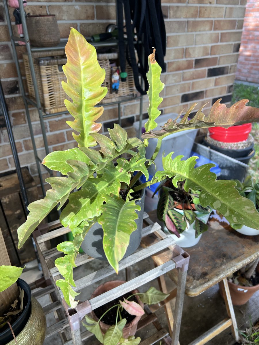 Big Texas Butters tweet media