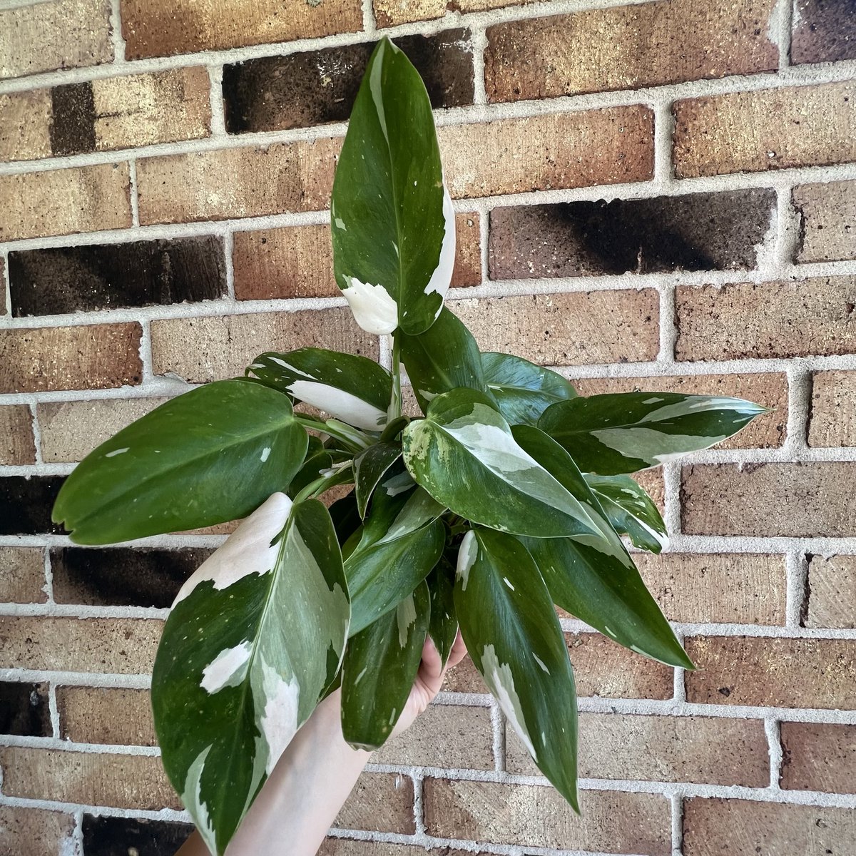 Big Texas Butters tweet media