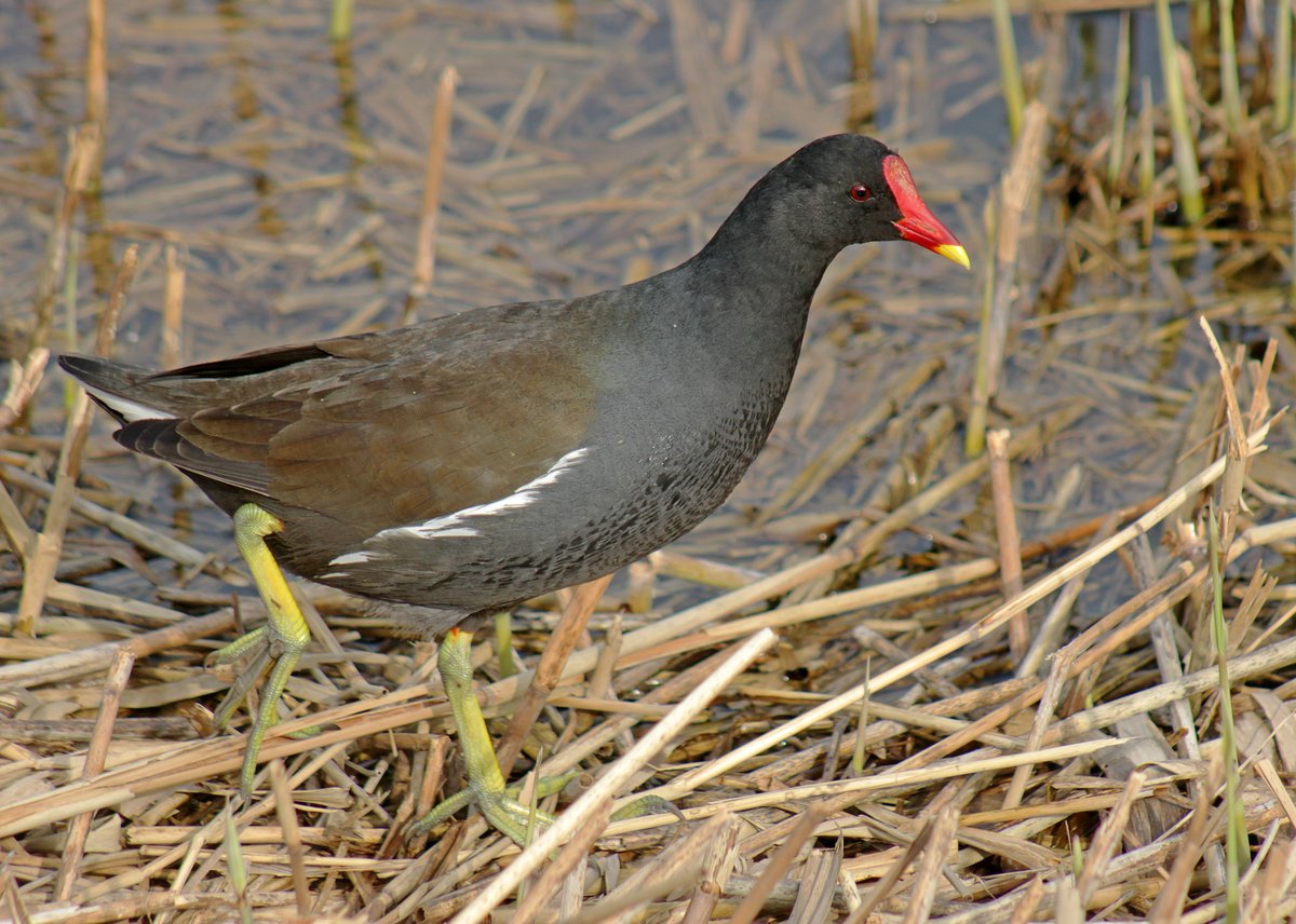 MorvienR's tweet image. Here are a few photo's of today's #Springwatch walk with Lizzie🐶around the public footpath &amp;amp; through the Hampton's in #WorcesterPark Surrey😎@Team4Nature @Natures_Voice @a_london_pigeon @NatureUK @NationalRobin @WildernFriends @BBCSpringwatch @RSPB_Richmond @RoeDeerDiary