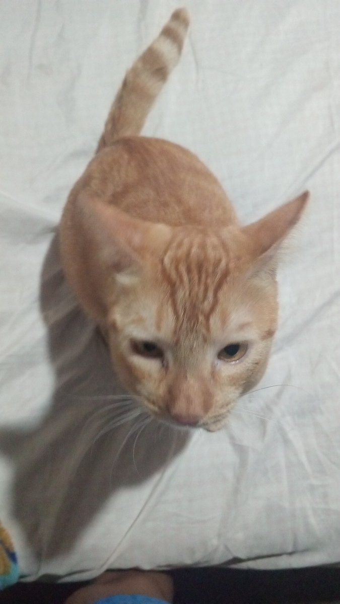 🌺𝐑𝐨𝐬𝐢𝐭𝐦𝐨𝐩𝐳𝐳🌺 tweet media