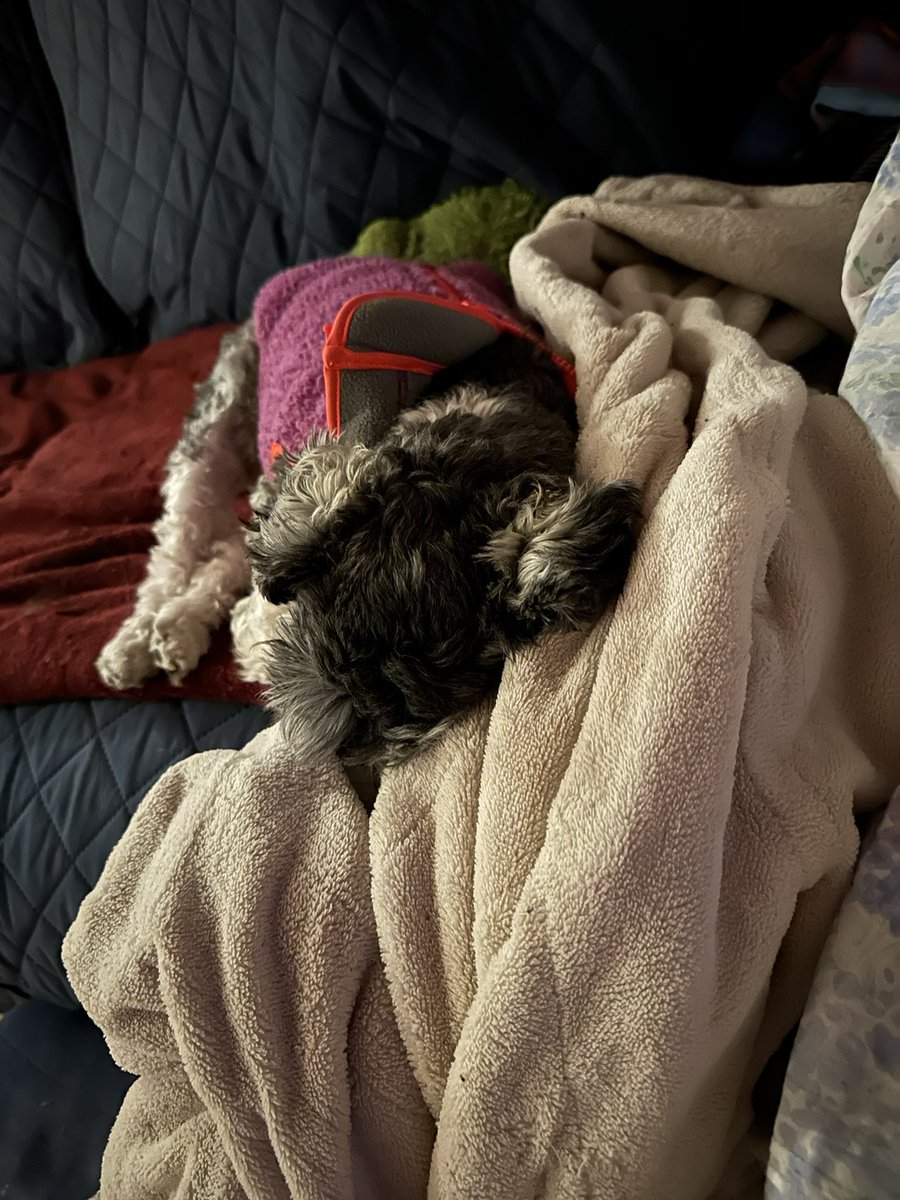 Shellpaw tweet media