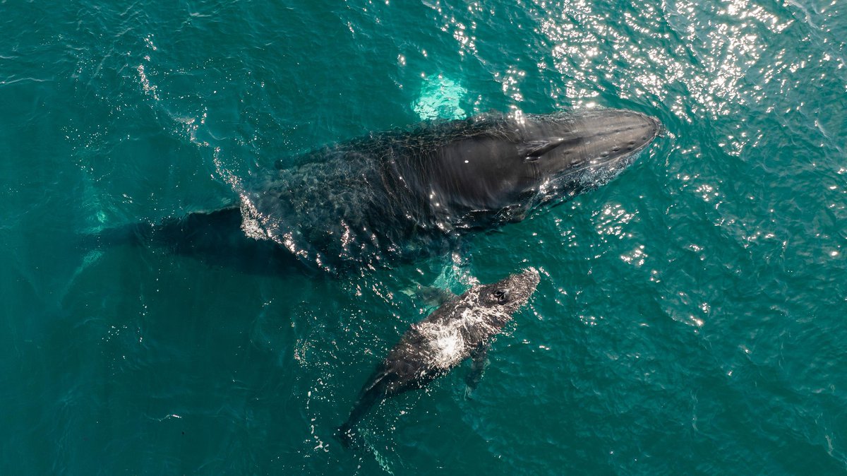 ixyzih's tweet photo. ⚡️📰 #Zihuatanejo | 🐋 🌊 Este 20 de marzo concluye oficialmente la temporada de avistamiento de ballenas 2025-2026 en #Guerrero. El periodo de observación comenzó el 15 de diciembre de 2025 y cierra este día, marcando el fin de una de las actividades turísticas y naturales más representativas de la temporada en la entidad.