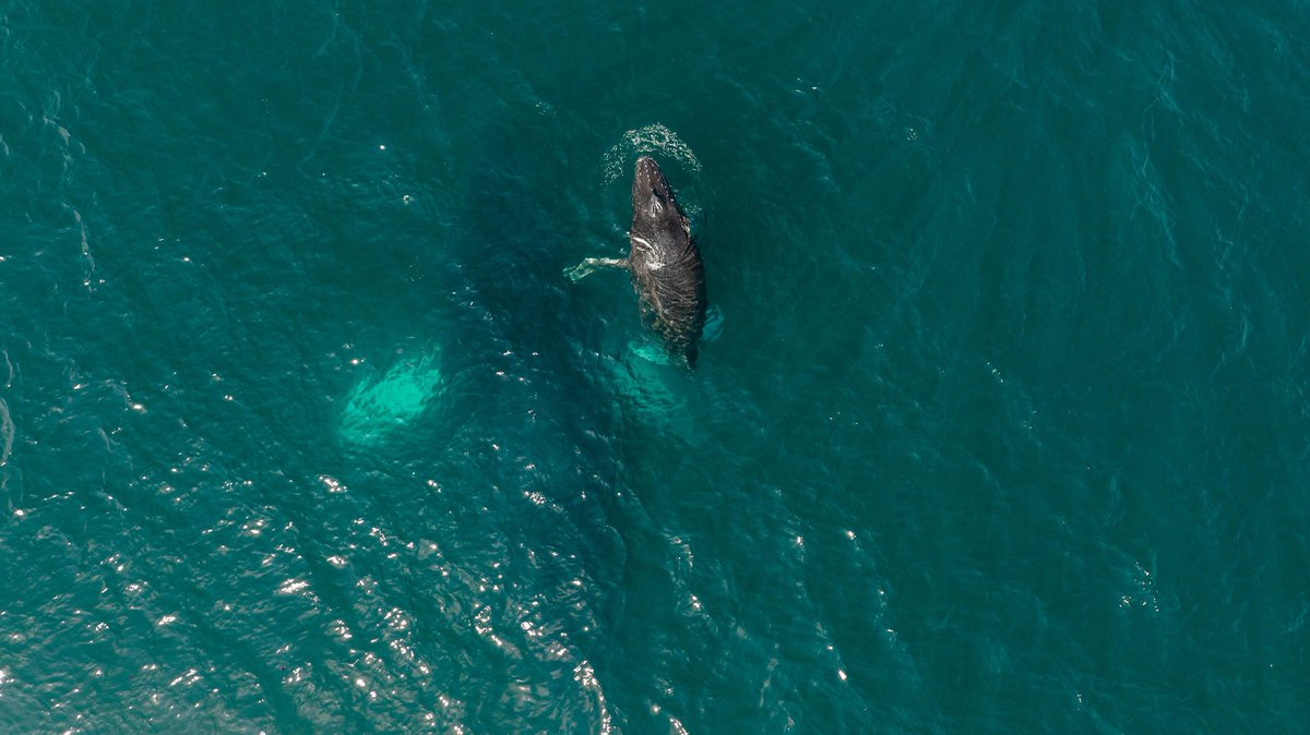 ixyzih's tweet photo. ⚡️📰 #Zihuatanejo | 🐋 🌊 Este 20 de marzo concluye oficialmente la temporada de avistamiento de ballenas 2025-2026 en #Guerrero. El periodo de observación comenzó el 15 de diciembre de 2025 y cierra este día, marcando el fin de una de las actividades turísticas y naturales más representativas de la temporada en la entidad.