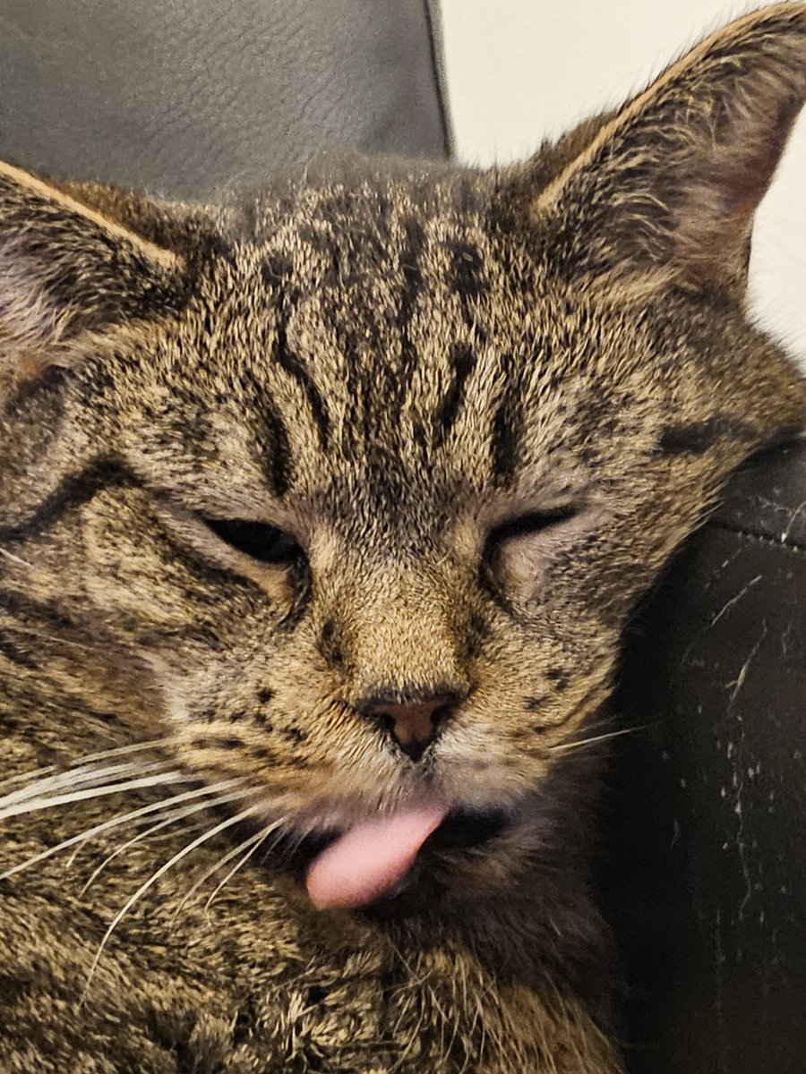 Autistic Cat tweet media