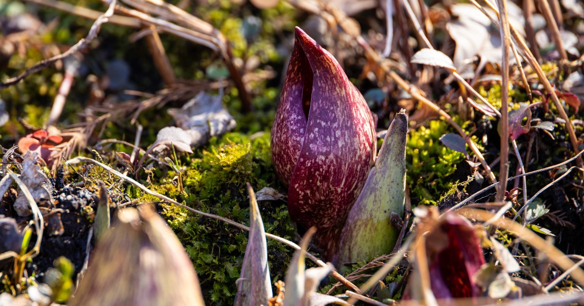 chicagobotanic's tweet photo. Bloom alert: Skunk cabbage (Symplocarpus foetidus) is flowering in McDonald Woods just in time for the #firstdayofspring. This native plant generates its own heat, allowing it to push through thawing soil. Look for it tucked low to the forest floor. #springshowtime https://t.co/hMfOS72m5A