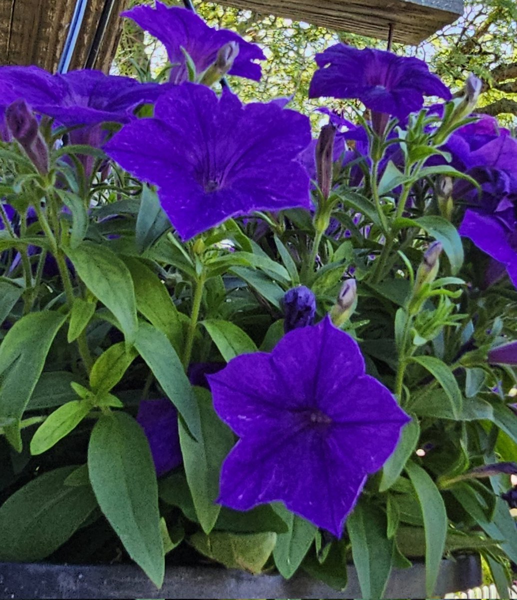 Nan 🌏🕊️ tweet media