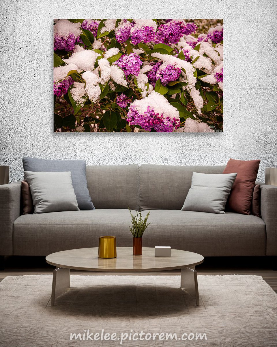 tpeakphotos's tweet photo. Fresh snow dusts vibrant lilac blooms the morning after a late April storm in Janesville, Lassen County, California.
https://t.co/LeTj6lPLk4
#tpeakphotos
#wallartprint
#floralphotography
#springnature https://t.co/AqAK9Andnz