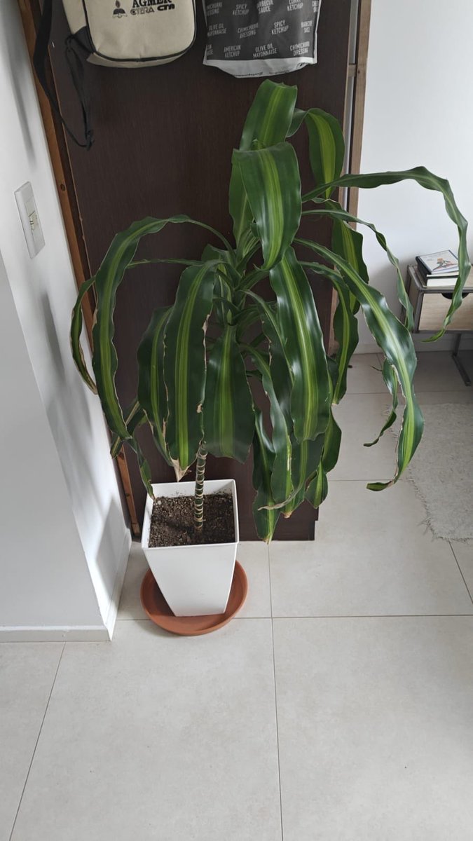 juliana Alvarez tweet media