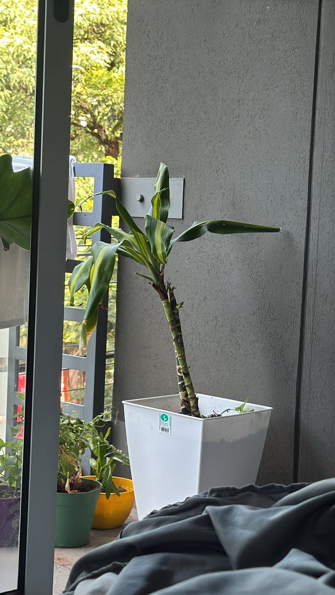 juliana Alvarez tweet media