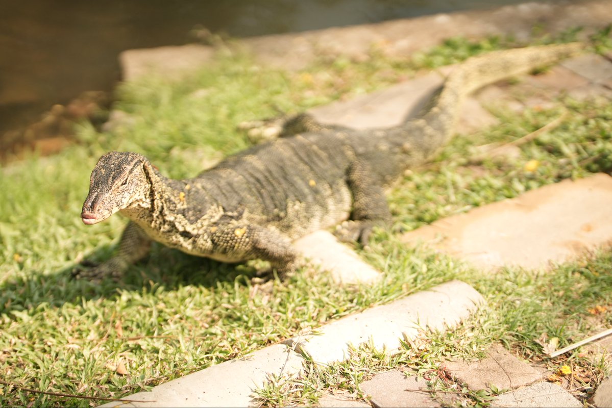 楠ゆう tweet media