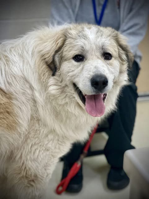 RussianBerner's tweet image. Look at this 1.5yo #GreatPyrenees sweetheart in Columbia, Maryland 😍🥰 

he’s at the Howard County Animal Control and Adoption Center ( animal shelter) - their post 👇

“Just a farm dog looking for greener pastures!  Meet Loki, A50681,  a 1 1/2 year old male Great Pyrenees. He