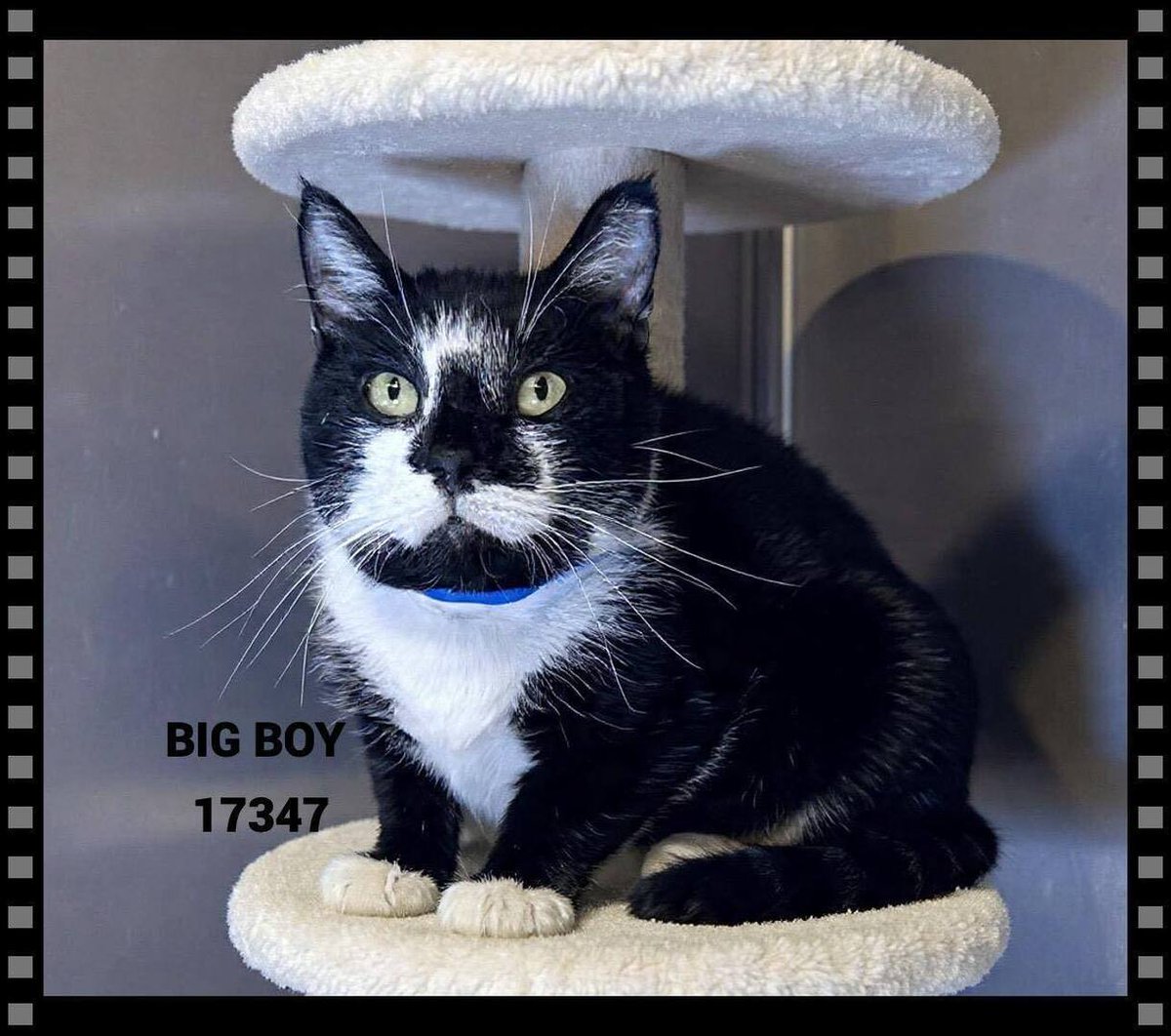 cobbkitties's tweet photo. ‼️RESCUE OR ADOPTION NEEDED‼️🆘SUPER SWEET TUXEDO NEEDS OUT 🆘‼️ FIV+ AND IS LETHARGIC, HAS A URI 🆘‼️ 

The family that found Big Boy kept him for a few days before bringing him to the shelter for his stray hold. They said he followed their son home and… https://t.co/RD8eokTA7X https://t.co/zOhPZ0ux0v