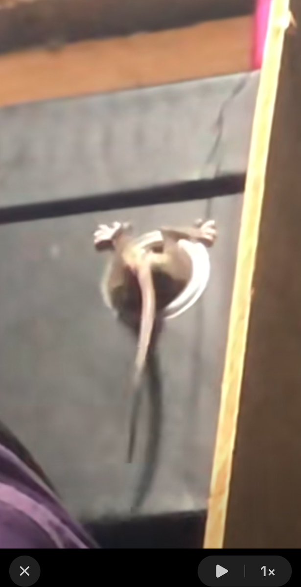 LemmySour🍋 tweet media