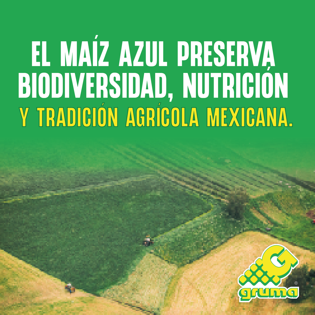 GrumaGlobal's tweet photo. En Gruma, impulsamos el cultivo de maíz azul en México para preservar la biodiversidad de nuestras regiones y contribuir a la soberanía alimentaria. 💙
#GRUMA #MaizAzul #OrgulloMexicano https://t.co/lMV3IvJrOc