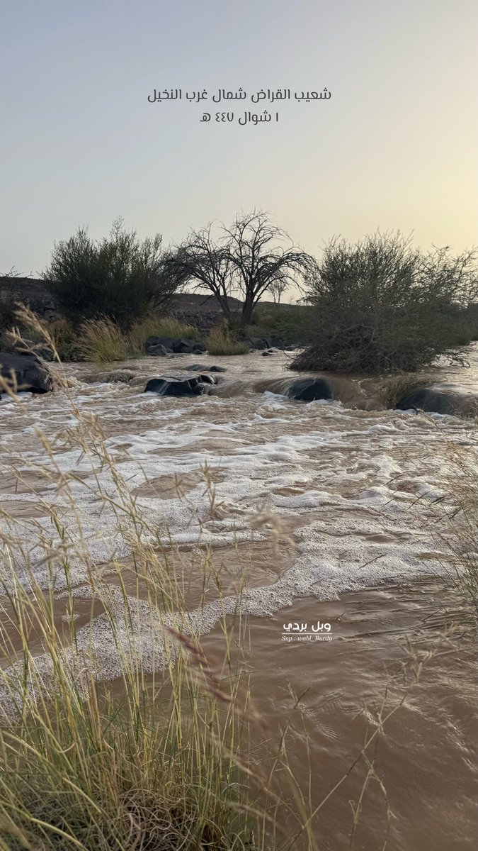 #وبل_بردي tweet media