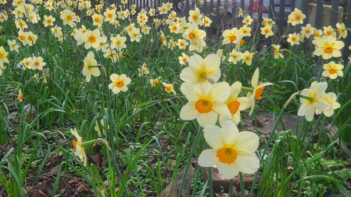 soapy of the swans™ tweet media