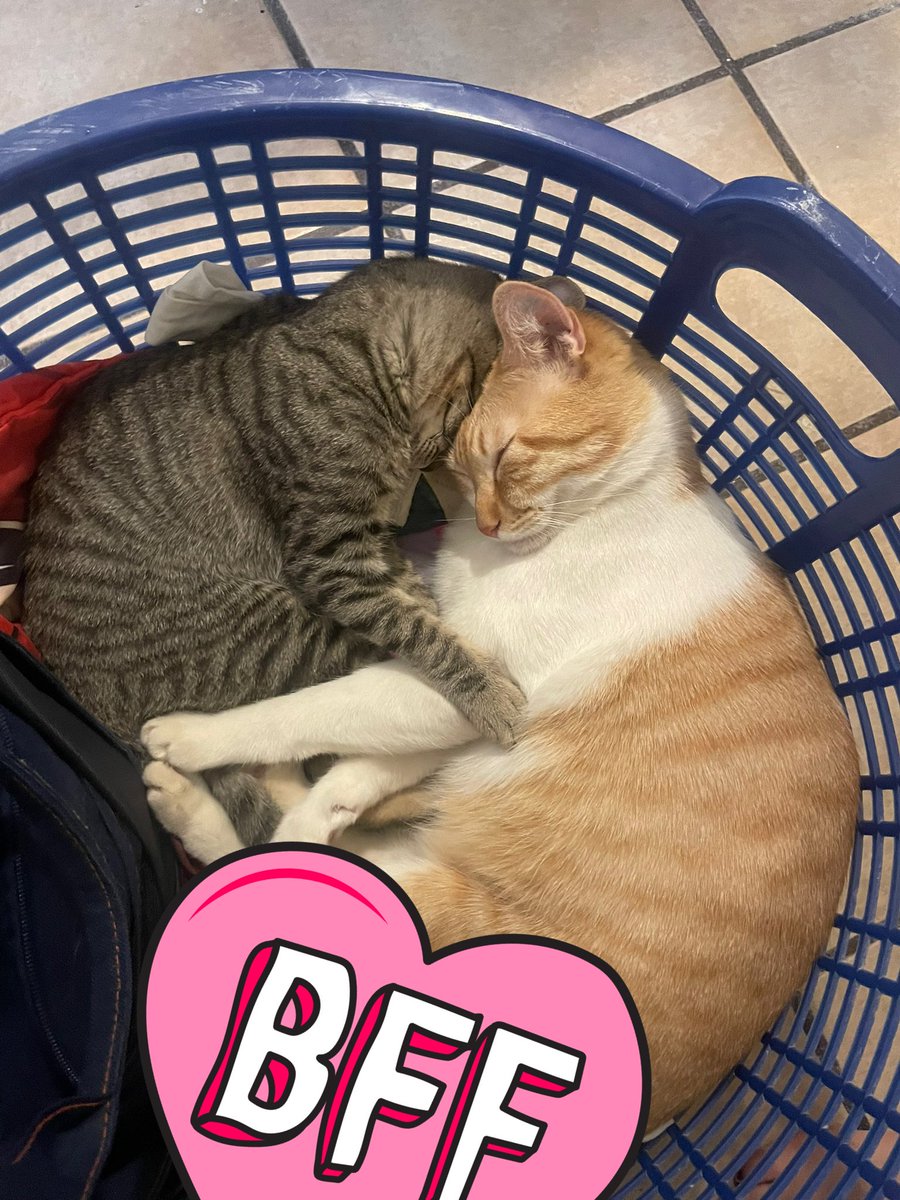 Rebethewolf tweet media