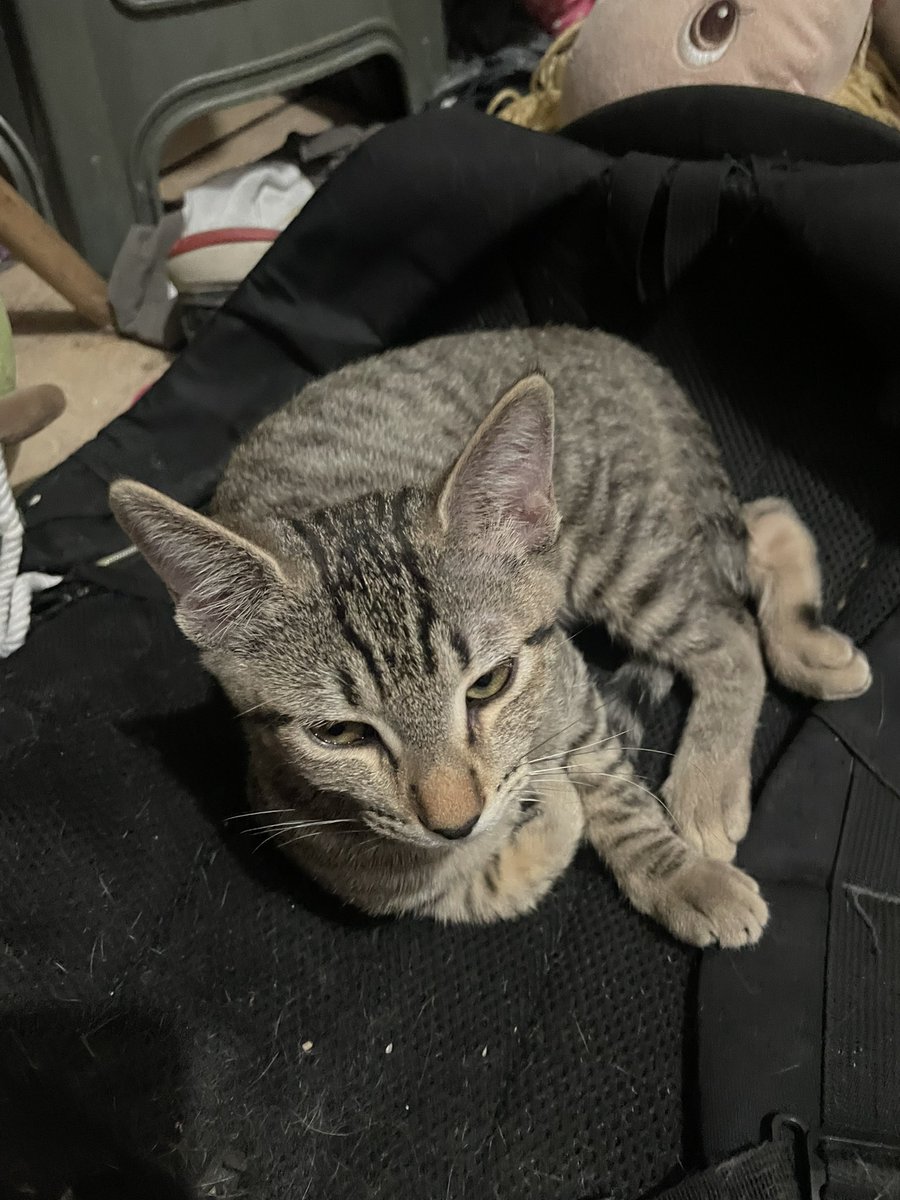 Rebethewolf tweet media