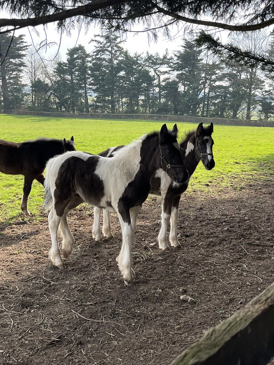 Michaela Prausova tweet media