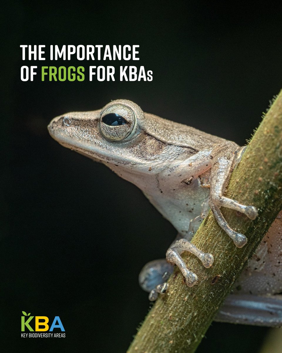 Key Biodiversity Areas tweet media