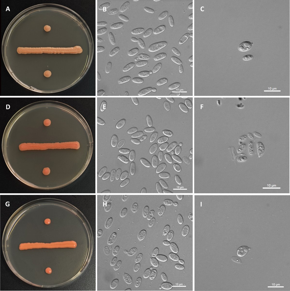 MycoKeys tweet media