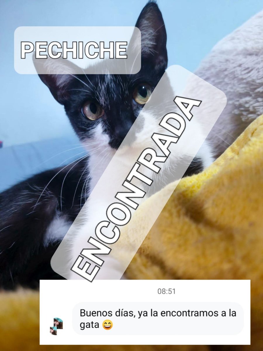 AlertaMePerdi's tweet photo. Nos complace informar que #PECHICHE, ya se encuentra con su familia, gracias a tod@s por compartir la información. https://t.co/Qcmg1Rb6Si